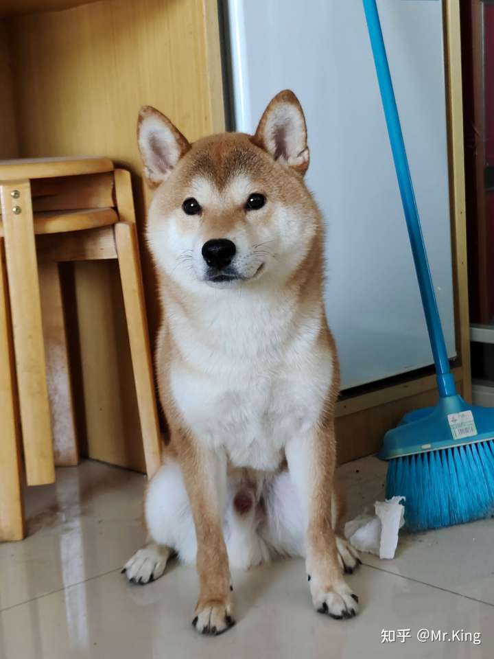 请问一下我这个是柴犬吗?