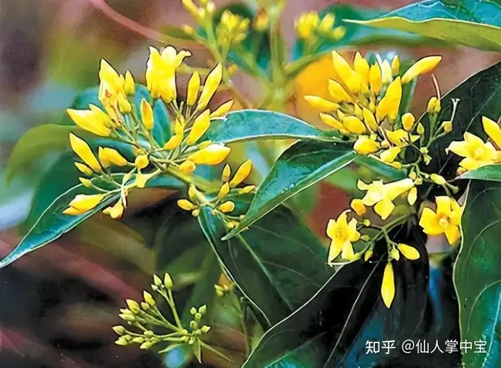 生活中有什么常见，但是却有剧毒而不为人知的植物或其他东西？