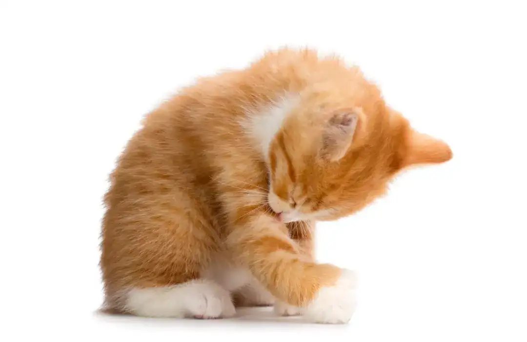 猫主子咳嗽、呕吐傻傻分不清？看完你就懂了！ - 知乎