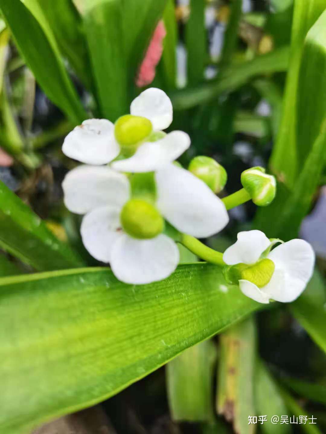 七绝 慈姑花 平水韵 知乎