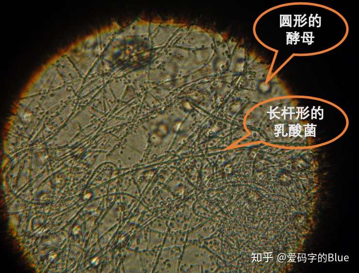 路易 巴斯德 乘风破浪的微生物学之父 知乎