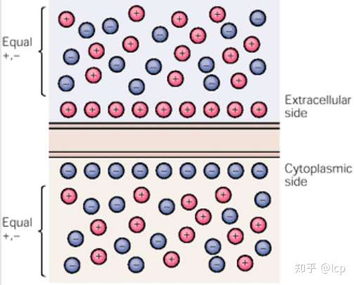 神经科学原理7 2019 11 25 膜电位 知乎
