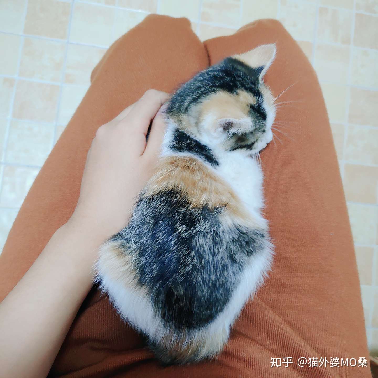 你知道三花猫为什么是母猫咩 猫咪毛色遗传规律 知乎