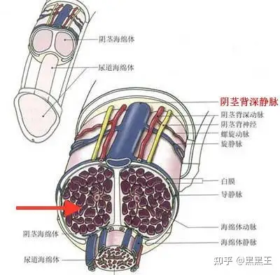 男生JJ青春期发育下部图片