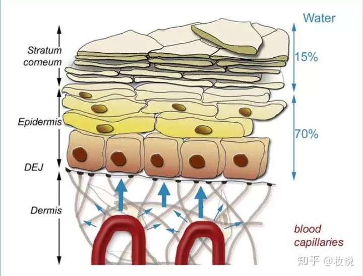 皮肤分为那几层？