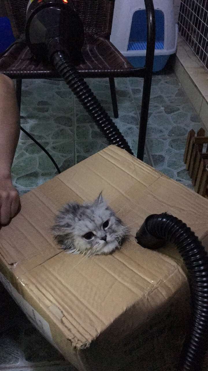 有哪些好用的养猫神器 知乎 有哪些好用的养猫神器 知乎