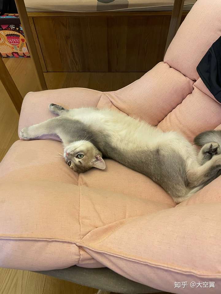 你家里猫最妖娆的睡姿啥样?