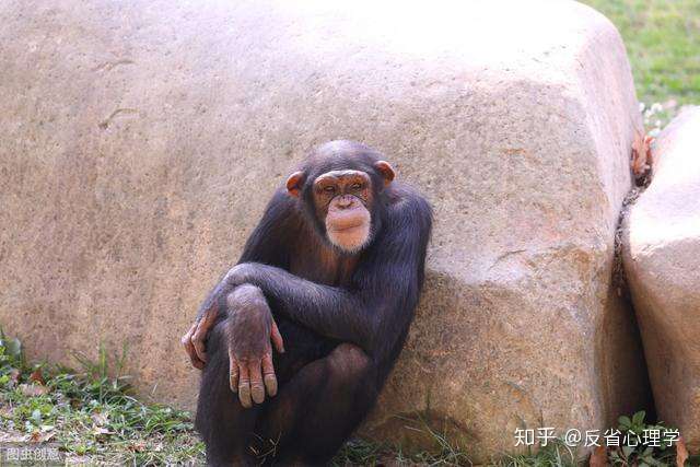 人类只所以能成为地球之王 关键不在大脑 而在于灵巧的双手和发音器官 知乎 人类只所以能成为地球之王 关键不在大脑 而在于灵巧的双手和发音器官 知乎