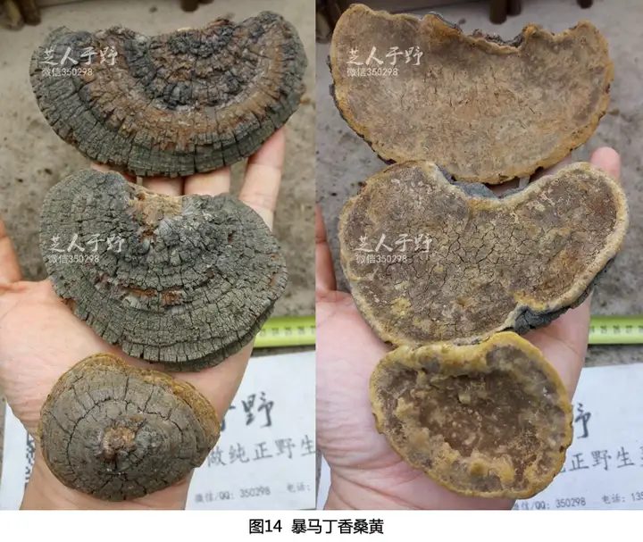 因为一些身体上的问题，需要一些野生桑树桑黄，一查发现有很多种桑黄，我应该怎么去分辨？（野生桑黄的作用?）