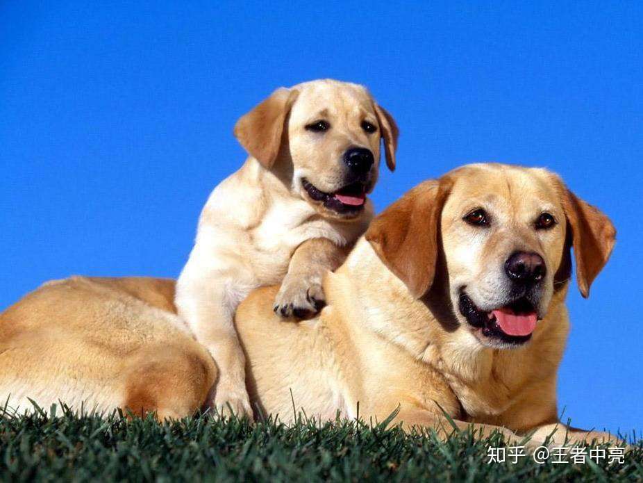 什么狗最聪明十大最聪明的狗排名 知乎