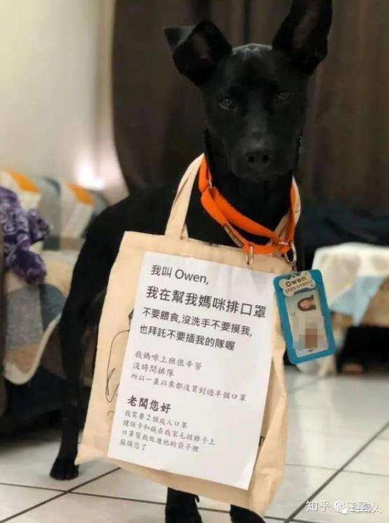 狗 我承受了这个年纪不该有的懂事 知乎