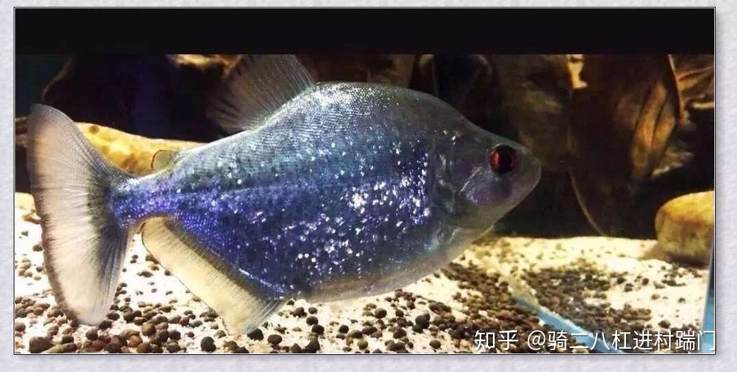 观赏鱼中的名门望族 脂鲤目 知乎