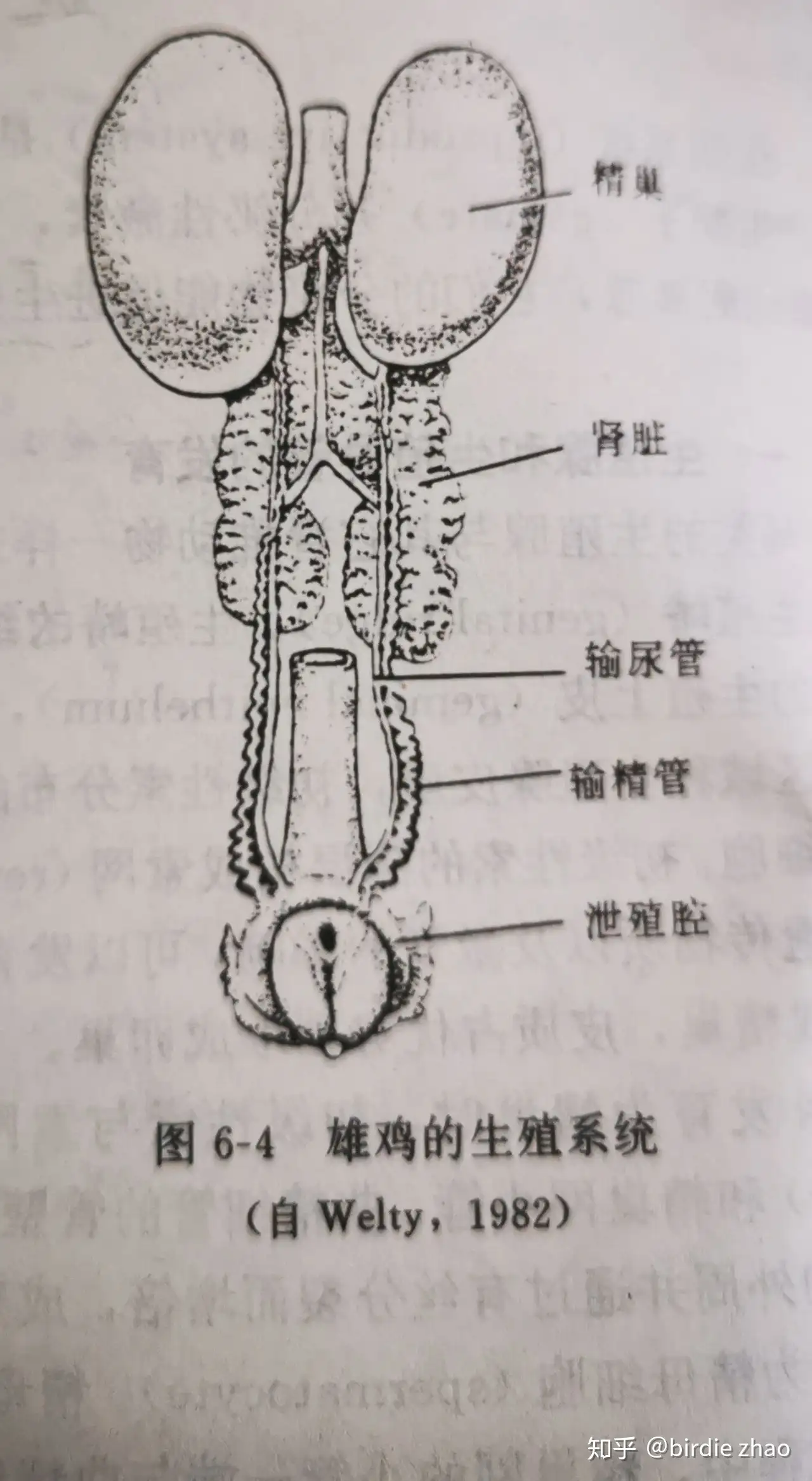 鸟类基础知识（6）泌尿与生殖系统- 知乎