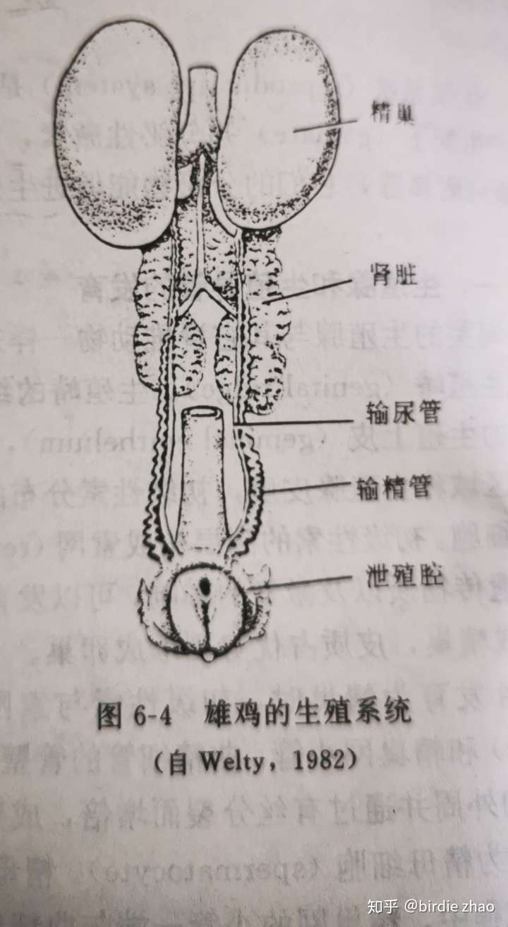 鹦鹉的内脏结构图图片