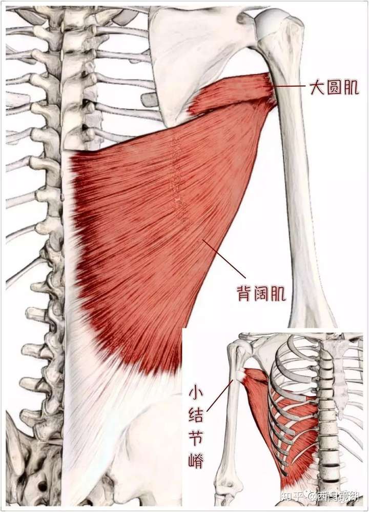杠铃划船练背阔肌还是斜方肌?