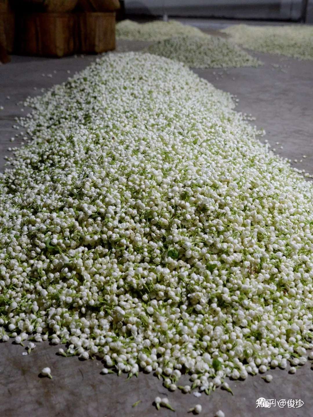 窨得茉莉无上味 列作人间第一香 小记福州茉莉花茶 知乎