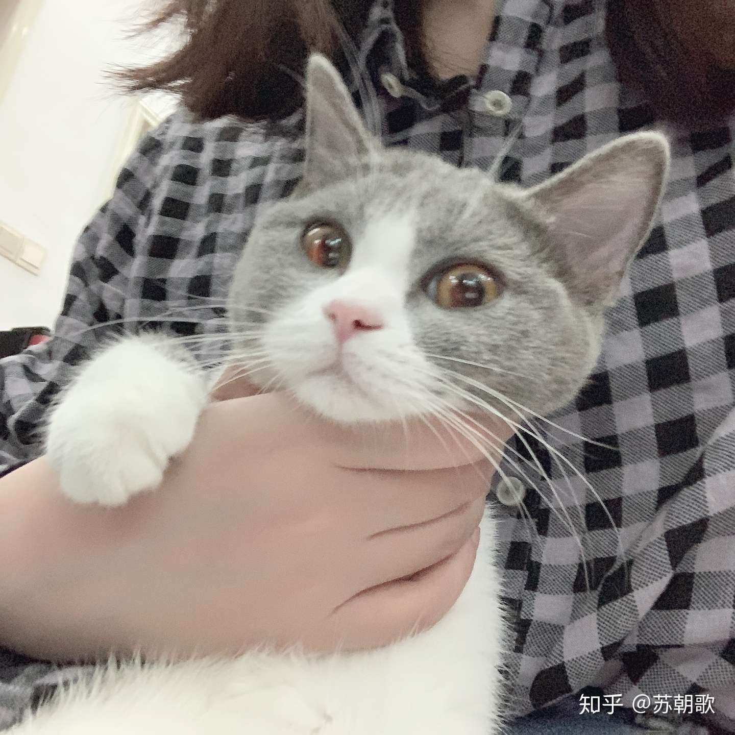 刚接回家的小猫肺水肿了- 知乎