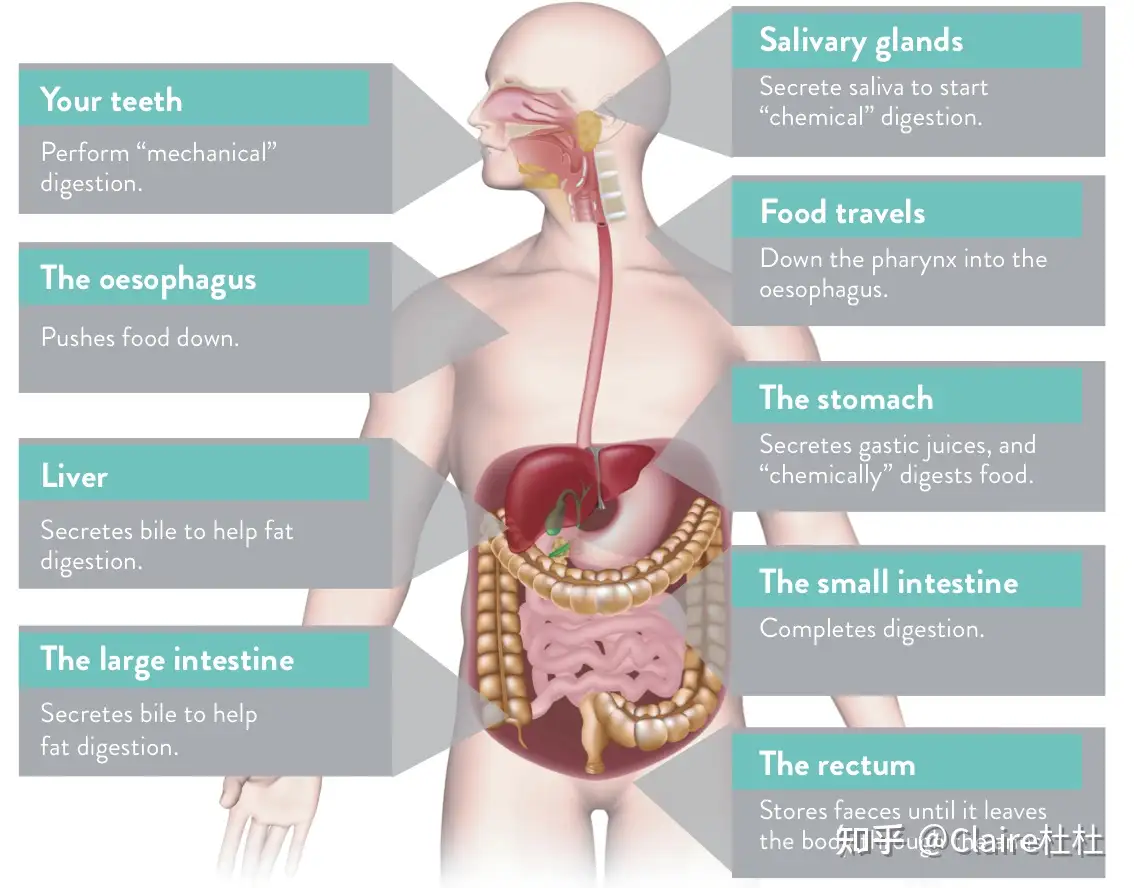 简述人体消化系统包括的器官组织及其主要功能- 知乎