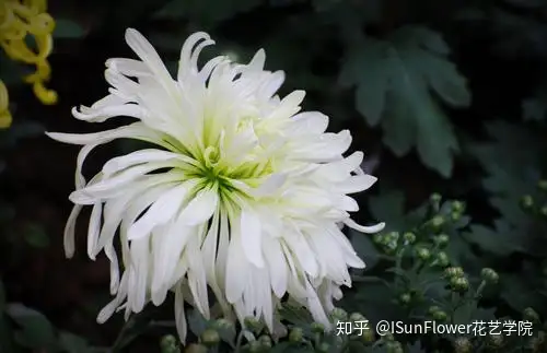 秋日赏菊 30种菊科植物介绍 知乎