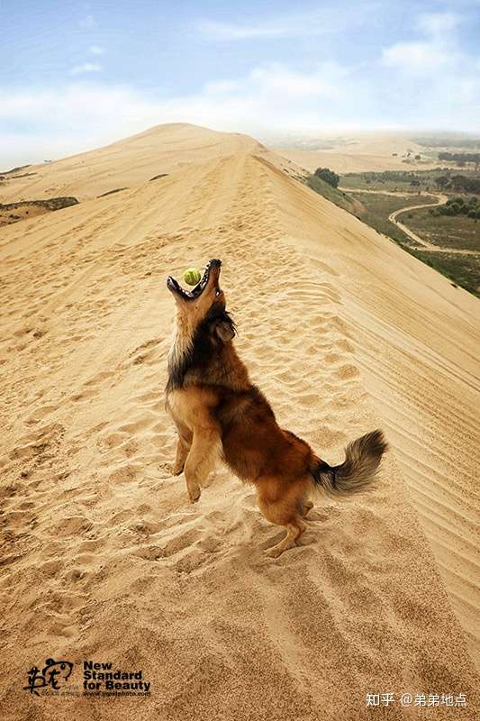 如果一只狗气势汹汹的冲过来,你是跑还是不跑?