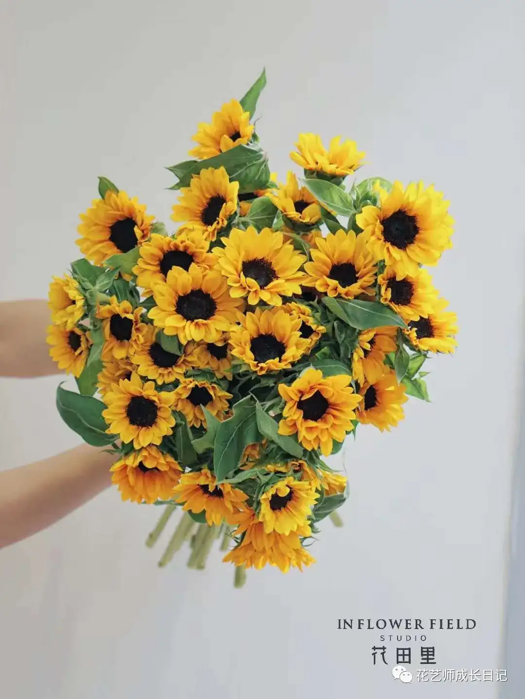 每日一花 三款迷你向日葵的有趣搭配 每一款都是可爱的代名词 知乎