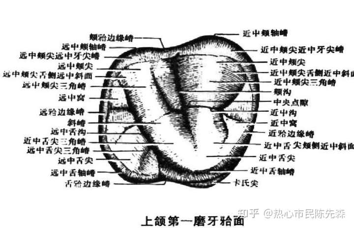 " 我们要知道,牙齿是怎么发育来的.