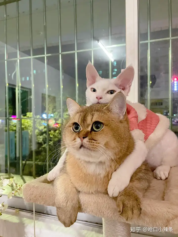 带第二只猫回家,第一只会应激吗? - 知乎