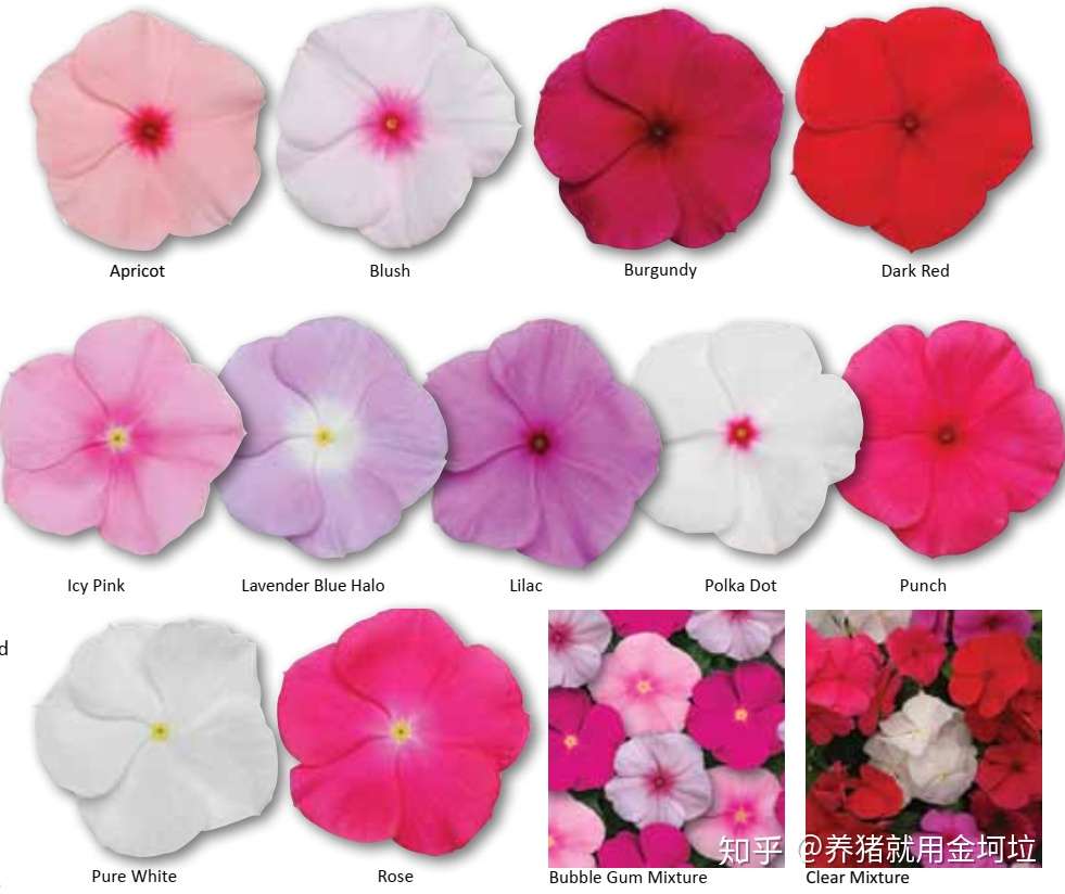 长春花品种介绍 一 美国公司 知乎