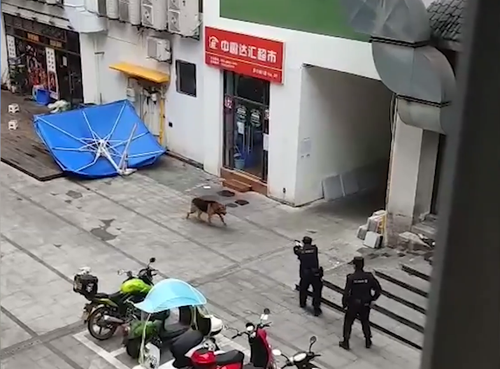 你怎么看待近期重庆两起与狗有关的热点事件?