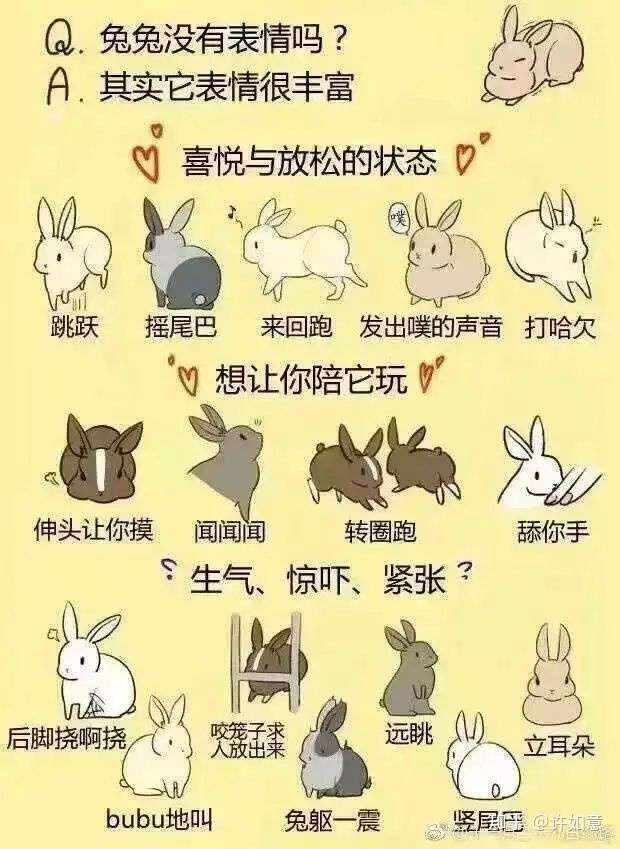 养兔子需要注意什么呢?