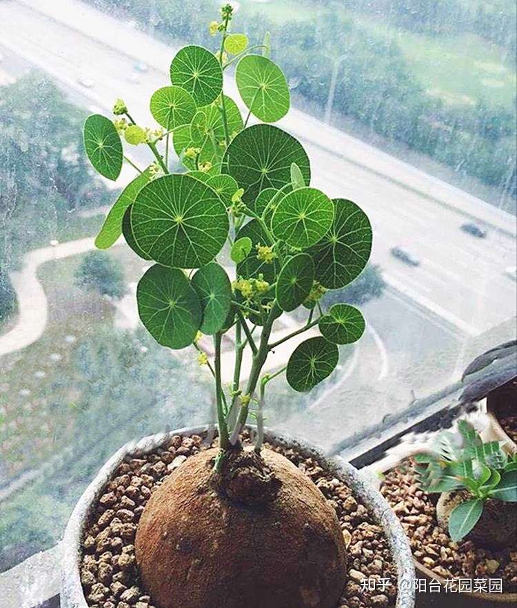 4种 富贵花 能活一百年 家里养一盆 留给下一代 越来越值钱 知乎