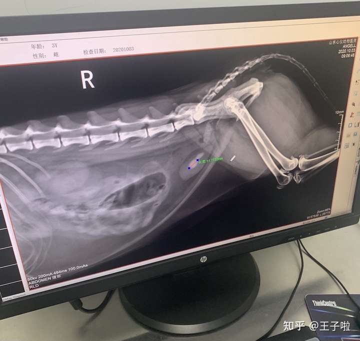 猫咪尿结石如何治疗?