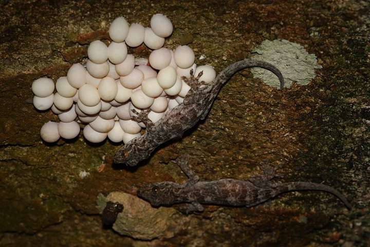 谢邀 像是壁虎蛋