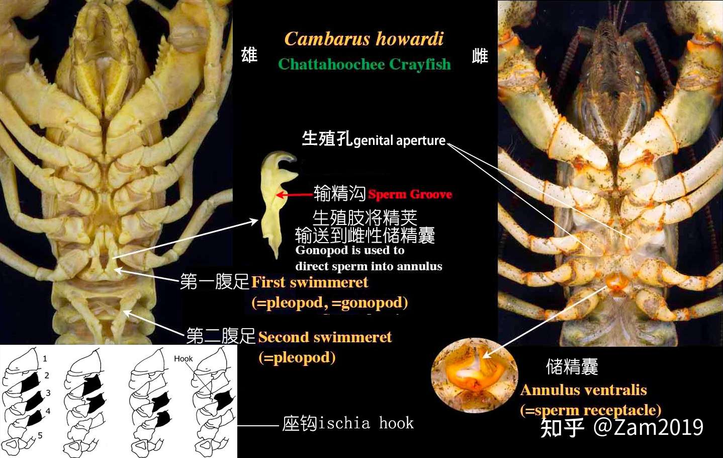 餐桌物种 正确认识小龙虾 下 知乎