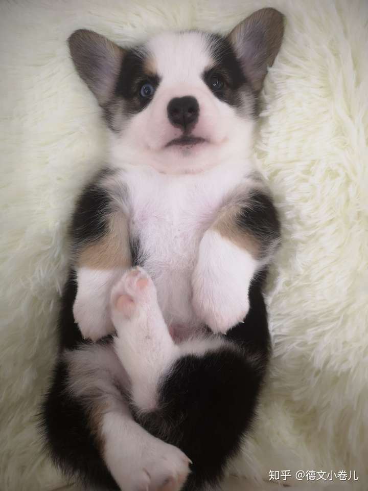 这个小柯基怎么样,一个月,是鸳鸯眼,值得购买吗?