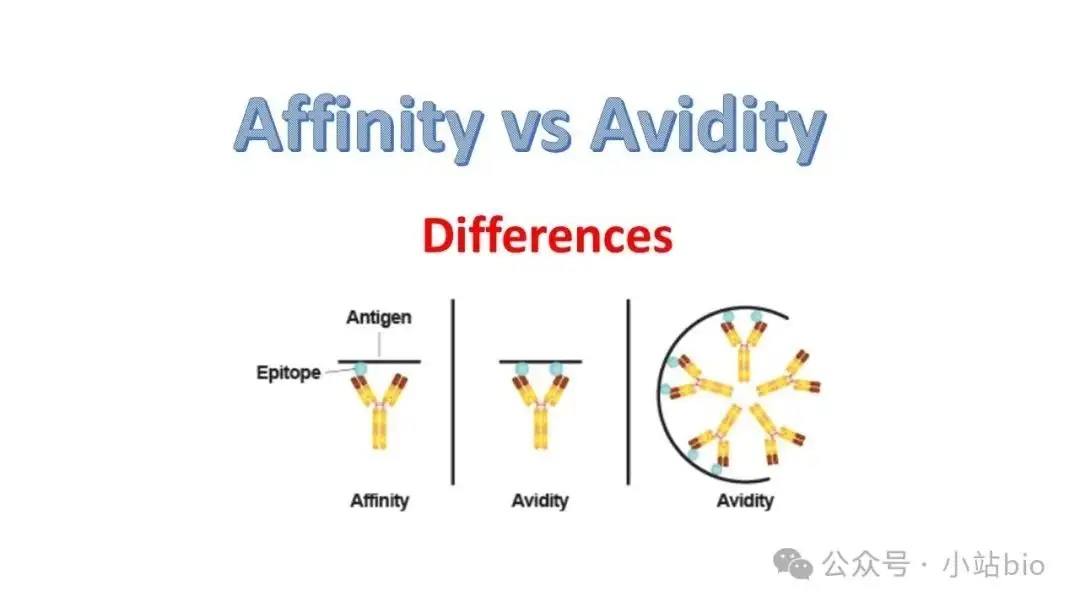 抗体的Affinity 与Avidity