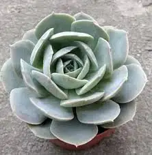 ten鲁氏石莲景天科石莲花属