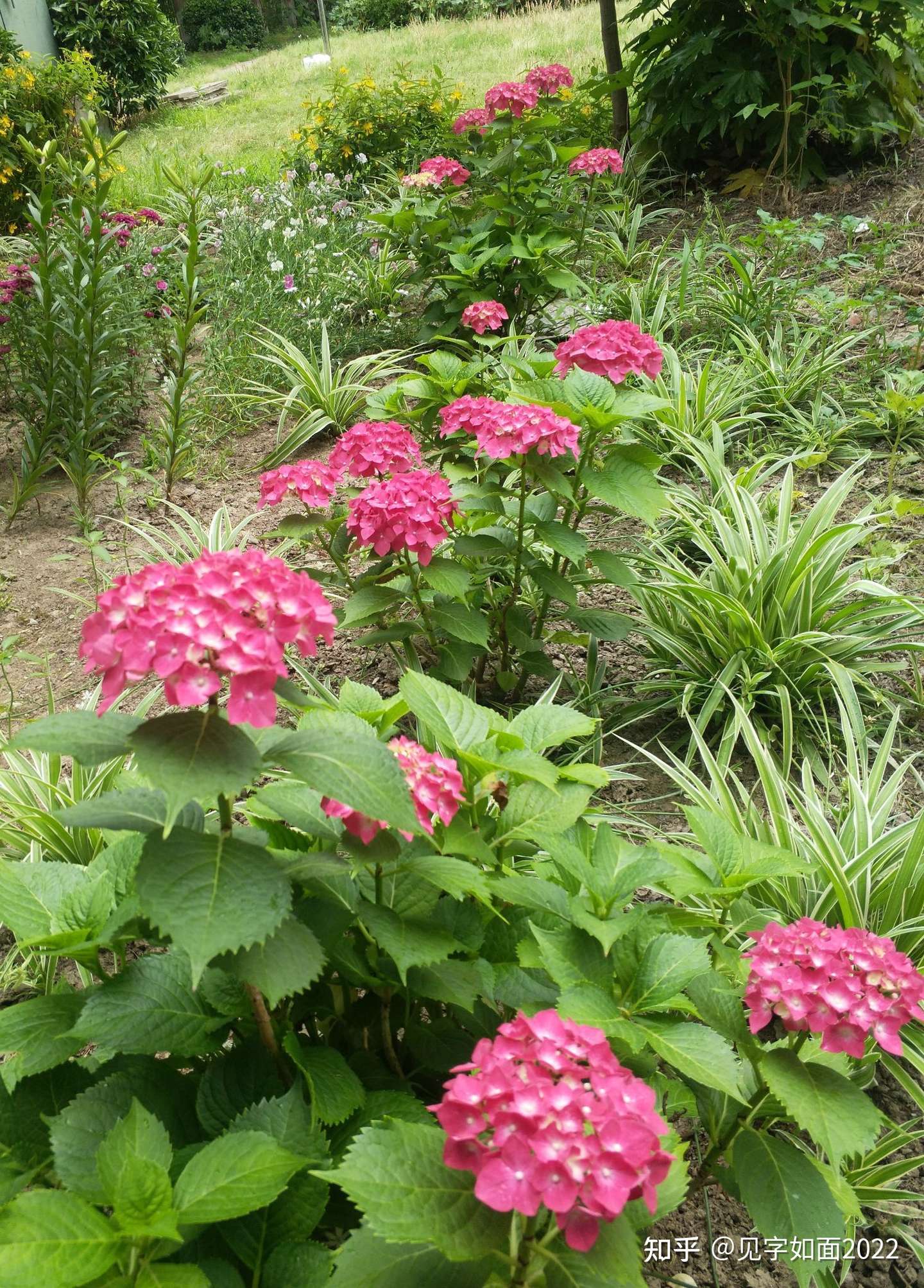 梅雨不霉 鲜花不鲜 青草出圈 知乎