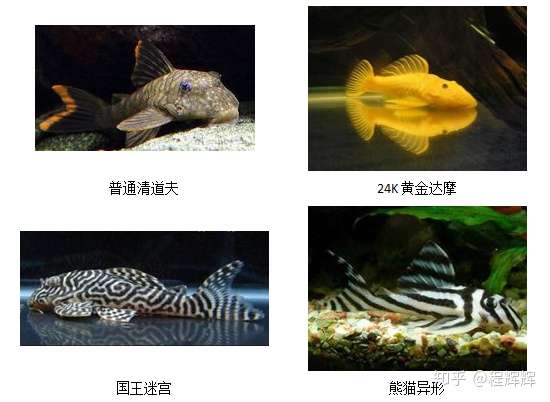 清道夫的功过是非，众说纷纭- 知乎