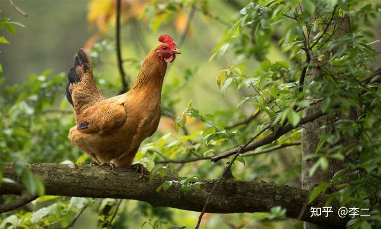 李二 的想法: #皖南散养土黄鸡 个头全在2斤以上 400多… - 知乎