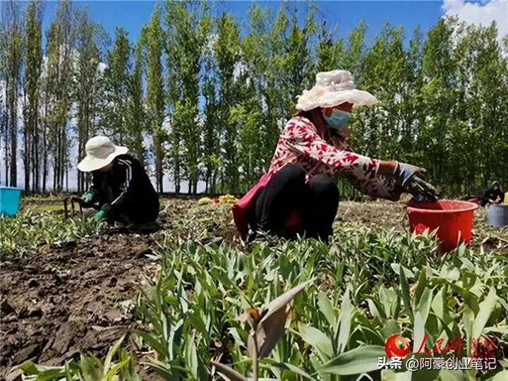 农村种植好项目推荐，农村暴利种植项目有哪些