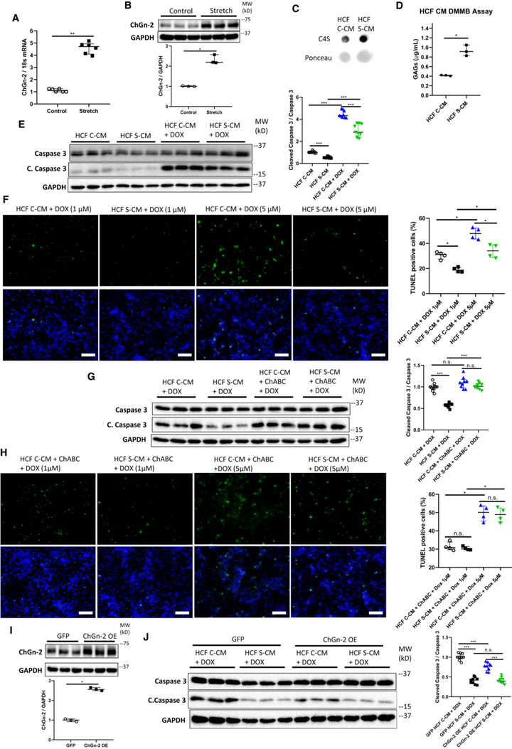 ChGn-2（硫酸軟骨素N-乙酰氨半乳糖胺基轉(zhuǎn)移酶2）在急性壓力超負(fù)荷引起的心力衰竭中起心臟保護(hù)作用