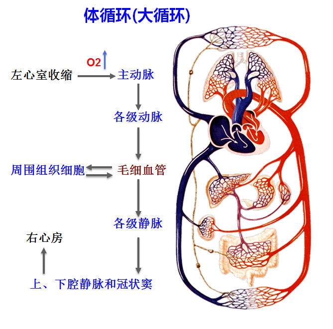 体循环 肺循环搞不清 一篇教你搞定 知乎