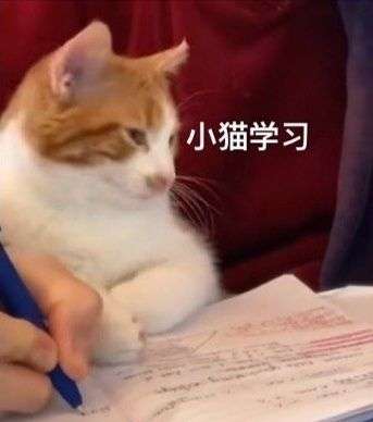 有没有小猫咪看书或者学习的头像