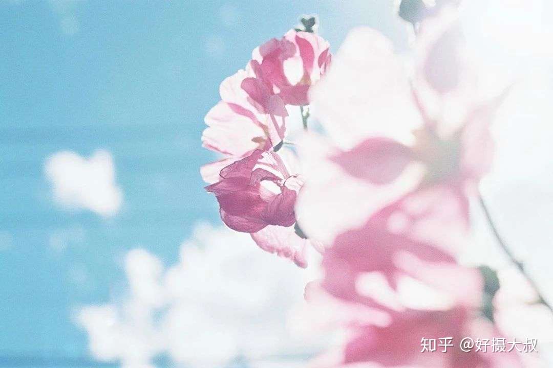 拍极简花卉 照片高级又好看 知乎