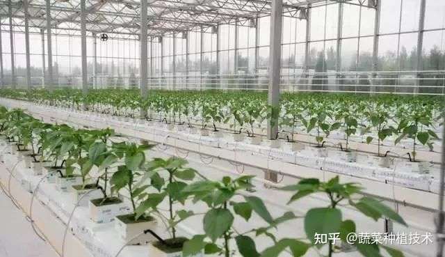 这几种无土栽培模式你见过吗 不用土 种植 产量依旧很高 知乎