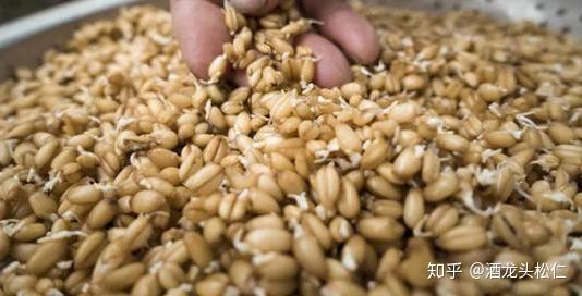 啤酒生产中什么是露点率如何检查浸渍大麦的质量