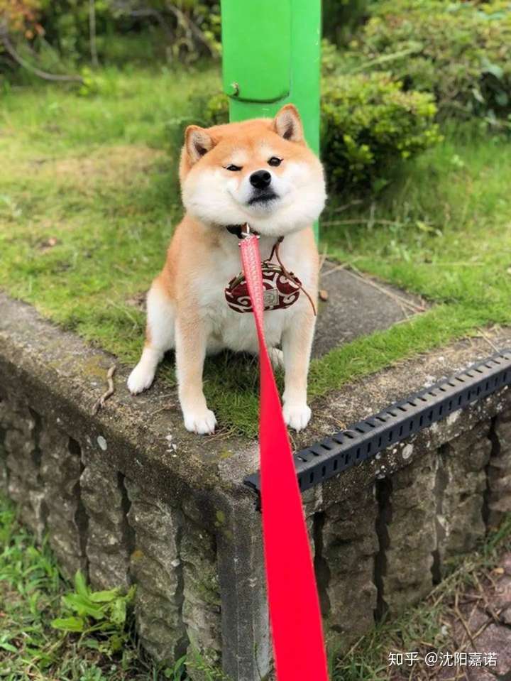 日本这只柴犬因赖皮出圈了你倔强的样子很美哈哈哈哈哈