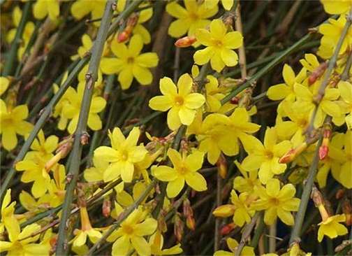 迎春犹及送还春 华夏大地上的那些花儿 知乎