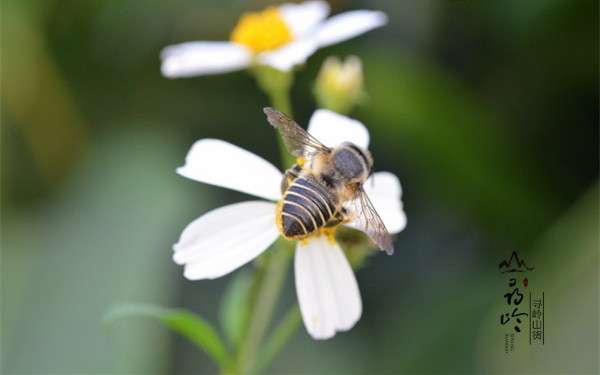常见的蜂蜜有哪些种类 怎么食用最好呢 知乎